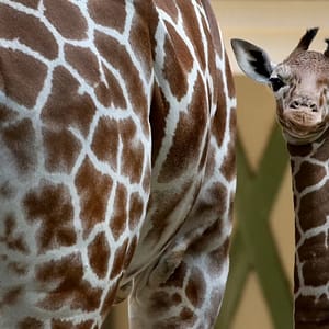 Buy ARTIS Amsterdam Royal Zoo: Entry Ticket – Recently Added Experiences Now at Special Price in UAEMegaDeals.com ARTIS Amsterdam Royal Zoo: Entry Ticket Recently Added Experiences