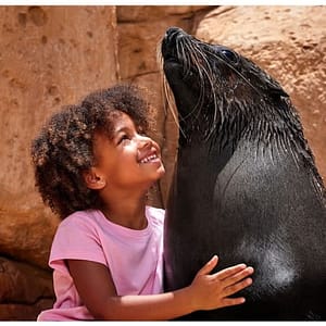 Buy Atlas Village – Sea Lion Experiences at Atlantis The Palm, Dubai, United Arab Emirates Now at Special Price in UAEMegaDeals.com Atlas Village - Sea Lion Experiences at Atlantis The Palm