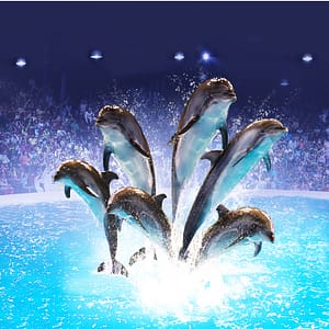 Dolphin & Seal Show - Dubai Dolphinarium Must-see attractions