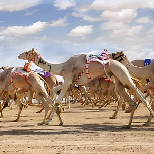 Buy Dubai Royal Camel Race with Prime Seats & Short Camel Ride at Dubai royal Camel Racing Club, Dubai, United Arab Emirates Now at Special Price in UAEMegaDeals.com Dubai Royal Camel Race with Prime Seats & Short Camel Ride at Dubai royal Camel Racing Club