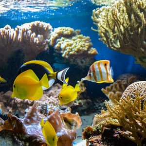 Buy SEA LIFE London Aquarium – Entry Ticket – Top-Rated Attractions Now at Special Price in UAEMegaDeals.com SEA LIFE London Aquarium - Entry Ticket Top-Rated Attractions