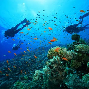 Buy Scuba Diving at Sealine – Qool Qatar – Must-see attractions Now at Special Price in UAEMegaDeals.com Scuba Diving at Sealine - Qool Qatar Must-see attractions