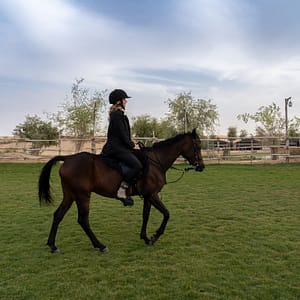 Buy Sunset Horse Riding at Al Marmoom Oasis with a 6-Course Bedouin Dinner – Outdoor Attractions Now at Special Price in UAEMegaDeals.com Sunset Horse Riding at Al Marmoom Oasis with a 6-Course Bedouin Dinner Outdoor Attractions