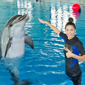 Buy Swimming With Dolphins – Dubai Dolphinarium – Dubai Dolphinarium Now at Special Price in UAEMegaDeals.com Swimming With Dolphins - Dubai Dolphinarium Dubai Dolphinarium