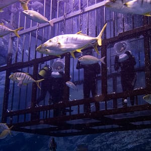Buy Shark Walker in Dubai Aquarium – Recently Added Experiences Now at Special Price in UAEMegaDeals.com Shark Walker in Dubai Aquarium Recently Added Experiences