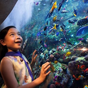 Buy Aquaventure Waterpark + Lost Chambers Aquarium at Aquaventure Waterpark, Dubai, United Arab Emirates Now at Special Price in UAEMegaDeals.com Aquaventure Waterpark + Lost Chambers Aquarium at Aquaventure Waterpark