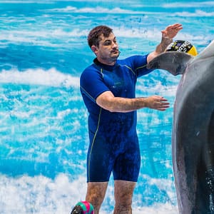 Buy Enjoy Painting Dolphins, Juggling Seals, & Exotic Birds In Action Now at Special Price in UAEMegaDeals.com Enjoy Painting Dolphins