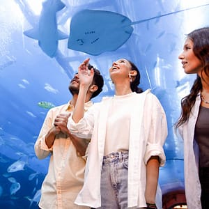 Buy Dubai Aquarium And Dubai Frame Entry Tickets For 1, 2 Or 4 Adults Now at Special Price in UAEMegaDeals.com Dubai Aquarium And Dubai Frame Entry Tickets For 1