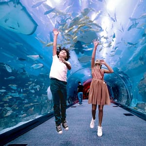 Buy Entry For 1, 2 Or 4 Adults To World’s Largest Suspended Aquarium Now at Special Price in UAEMegaDeals.com Entry For 1