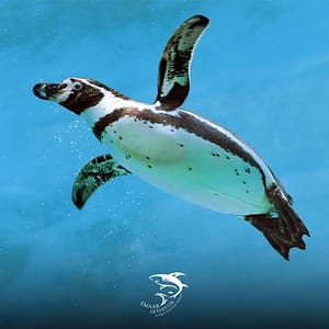 Buy Istanbul Emaar Aquarium – Experiences Now at Special Price in UAEMegaDeals.com Istanbul Emaar Aquarium Experiences