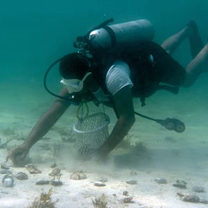 Buy Pearl Diving – Water Sports Now at Special Price in UAEMegaDeals.com Pearl Diving Water Sports