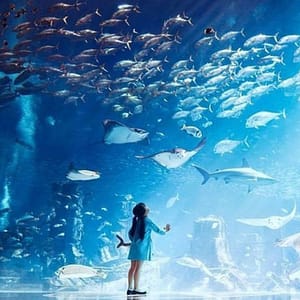 Buy Entry Tickets For Kids, Adults & Families To The Lost World Aquarium Now at Special Price in UAEMegaDeals.com Entry Tickets For Kids