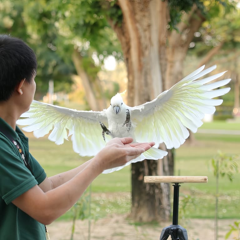 Buy Exotic Bird Show – Dubai Dolphinarium – Dubai Dolphinarium Now at Special Price in UAEMegaDeals.com 2 Exotic Bird Show - Dubai Dolphinarium Dubai Dolphinarium